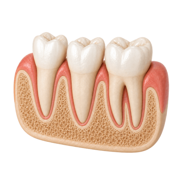3D cutaway model of three molars rooted in the jawbone